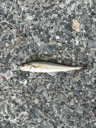 コマイの釣果