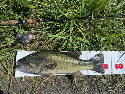 ブラックバスの釣果