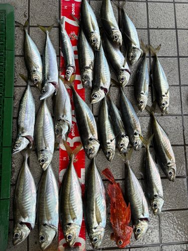 アジの釣果