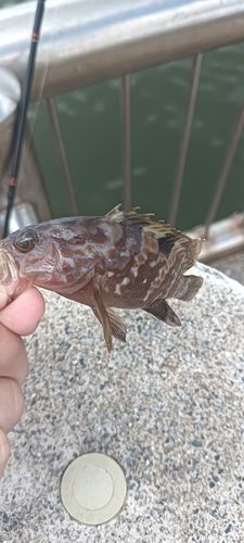 釣果
