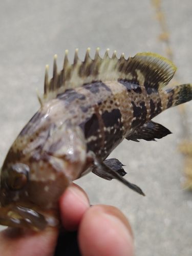 キジハタの釣果