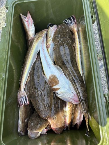 マゴチの釣果