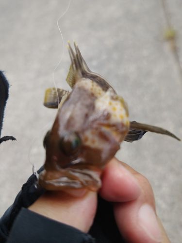 アオハタの釣果