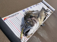 クロダイの釣果