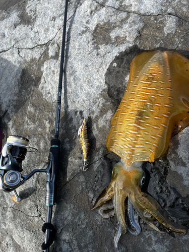 アオリイカの釣果