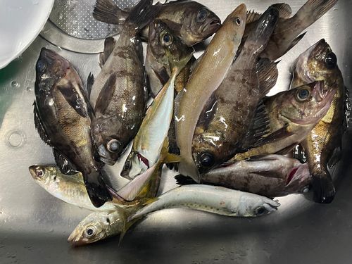 メバルの釣果