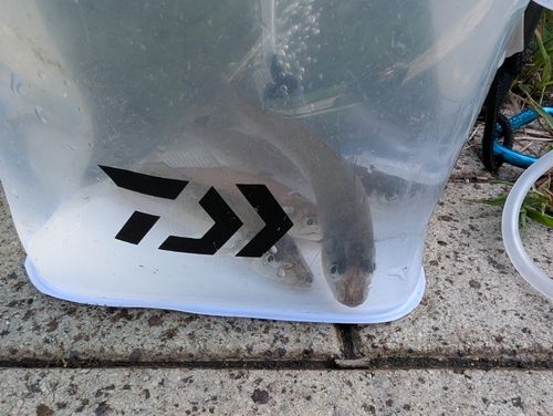シロギスの釣果