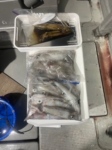 アカイカの釣果