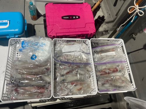 アカイカの釣果