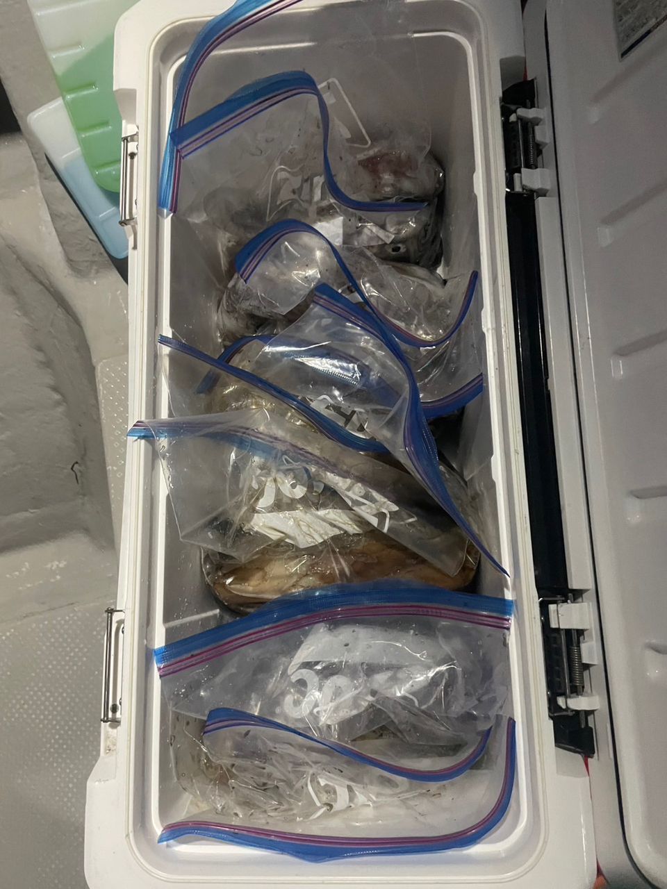 田畑良朗@なつき丸さんの釣果 3枚目の画像