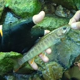 イワナ