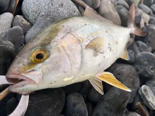 ショゴの釣果