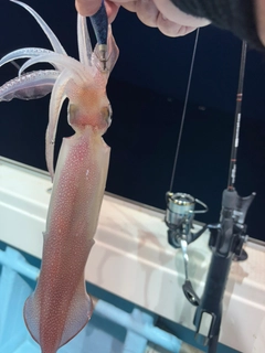 アカイカの釣果