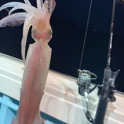アカイカ