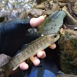 イワナ