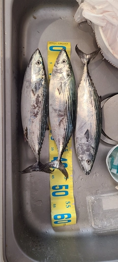 ハガツオの釣果