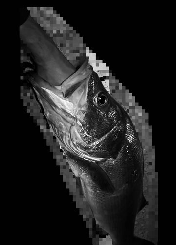 ヒラスズキの釣果
