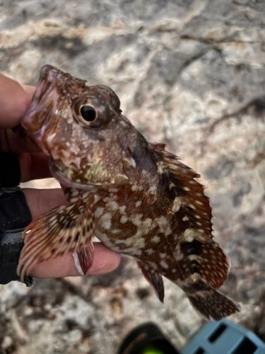 アラカブの釣果