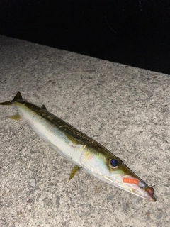カマスの釣果