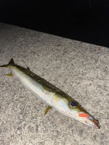 カマスの釣果