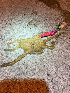 タコの釣果