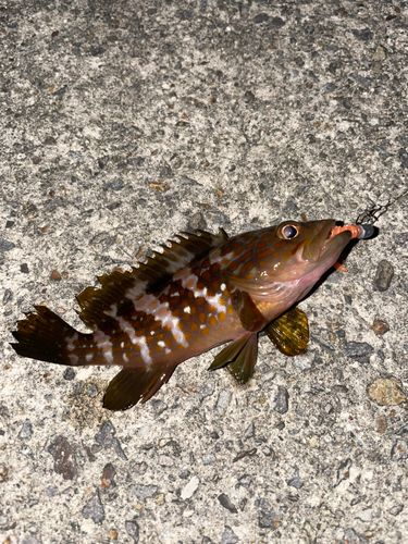 キジハタの釣果