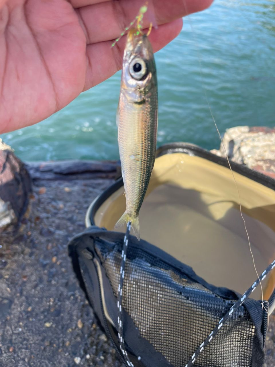 カタボシイワシ