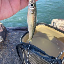 カタボシイワシ