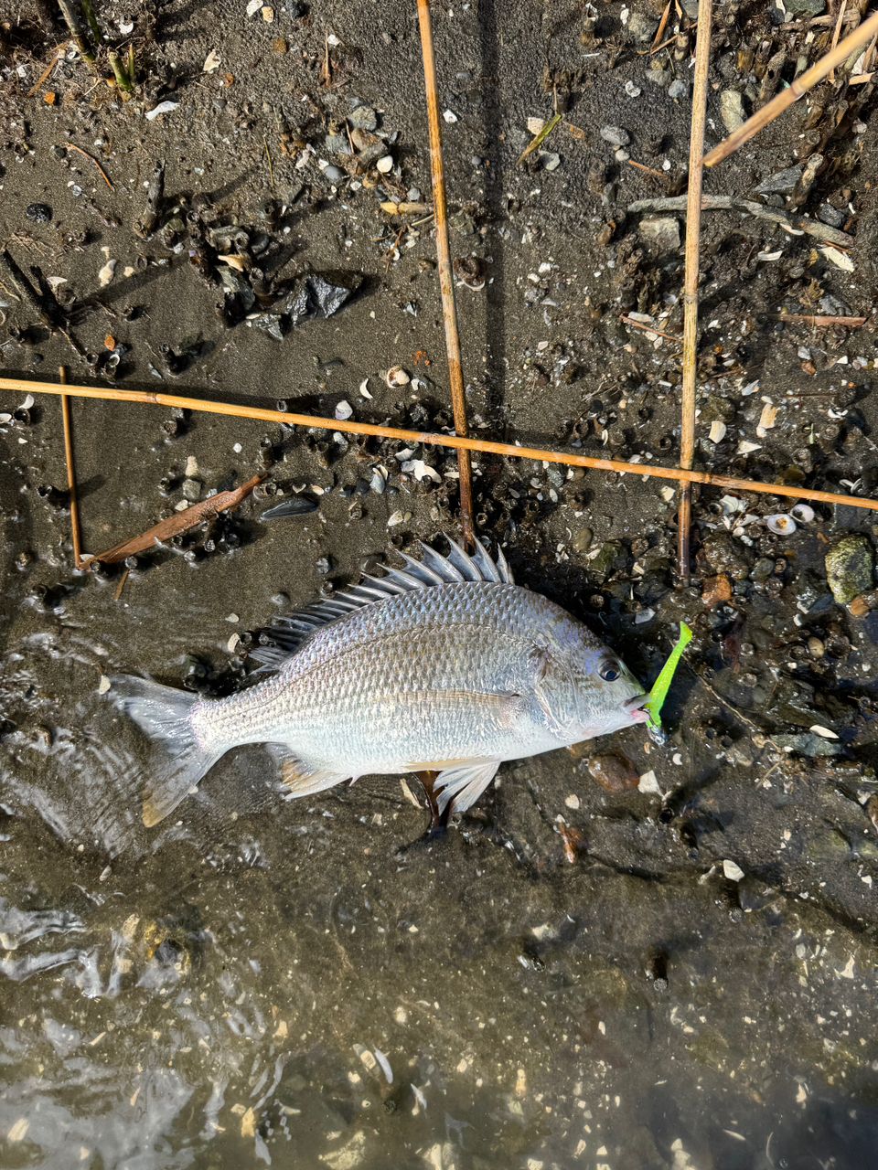 SHIMANO 17エクスセンス ∞ (インフィニティ) S900ML/RFの最安値