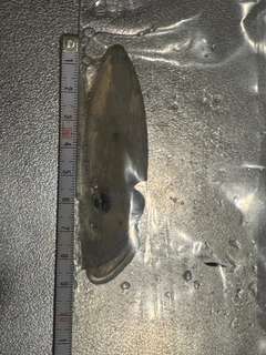 ヒイカの釣果
