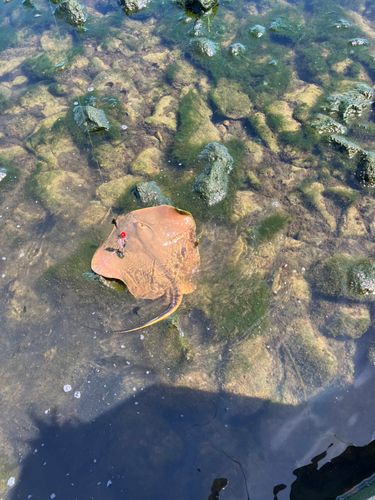 アカエイの釣果