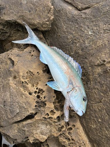 アオチビキの釣果
