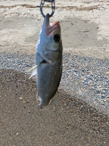 セイゴ（マルスズキ）の釣果