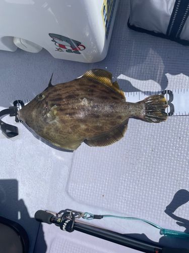 カワハギの釣果