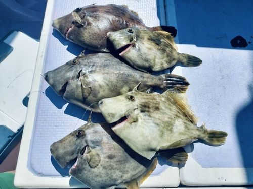 カワハギの釣果