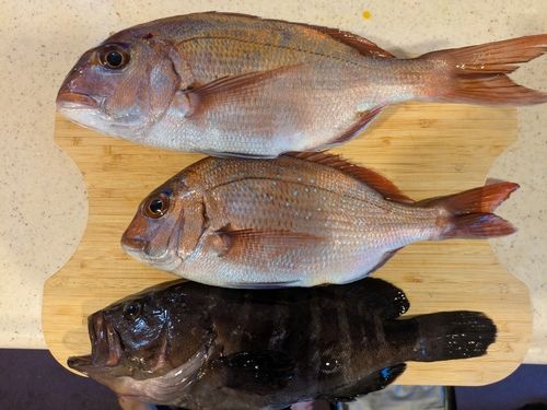 マダイの釣果
