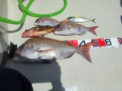 マダイの釣果