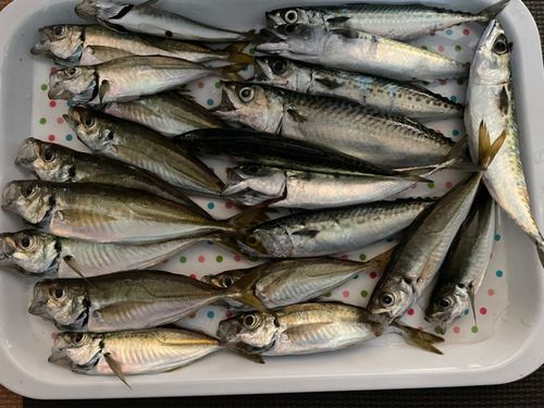 アジの釣果