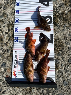 カサゴの釣果