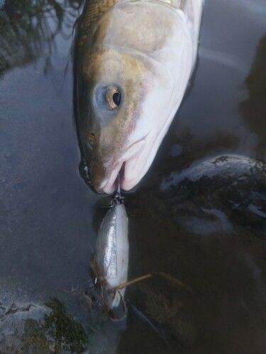 マルタウグイの釣果