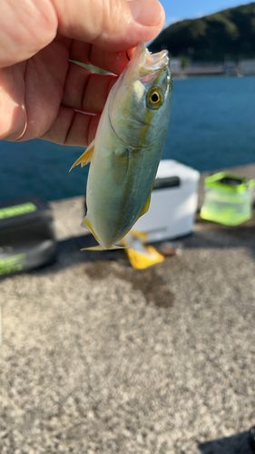 釣果