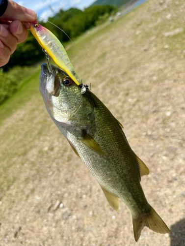 ラージマウスバスの釣果
