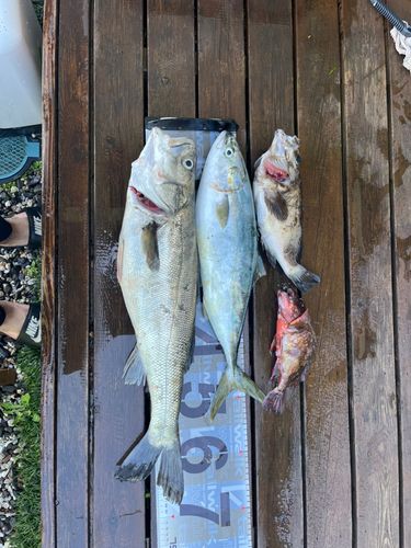 シーバスの釣果