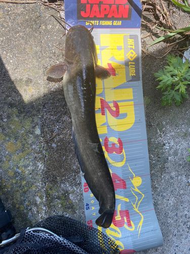 ナマズの釣果