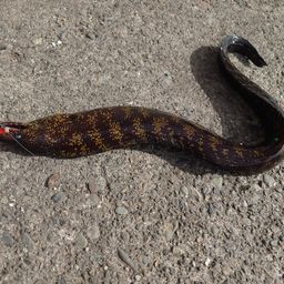 ウツボ