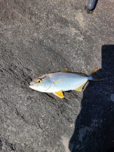 ショゴの釣果