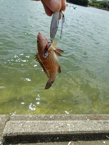 オオモンハタの釣果