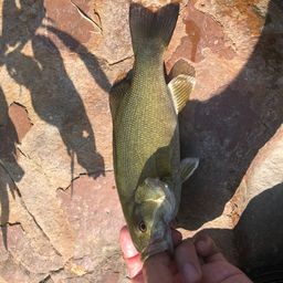 スモールマウスバス