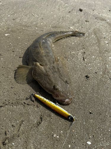 マゴチの釣果