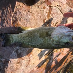 スモールマウスバス